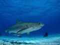   Pregnant female tiger shark diver observing her  